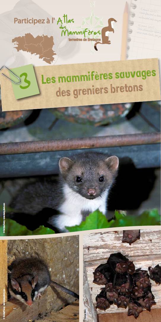 Brochure "les mammifères sauvages des greniers bretons"